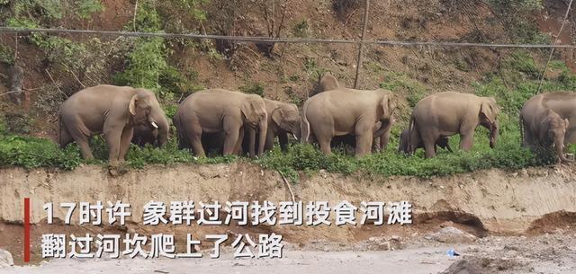 盡在掌握！云南象群新動(dòng)向:已進(jìn)誘導(dǎo)區(qū)域 應(yīng)急處置工作正在進(jìn)行