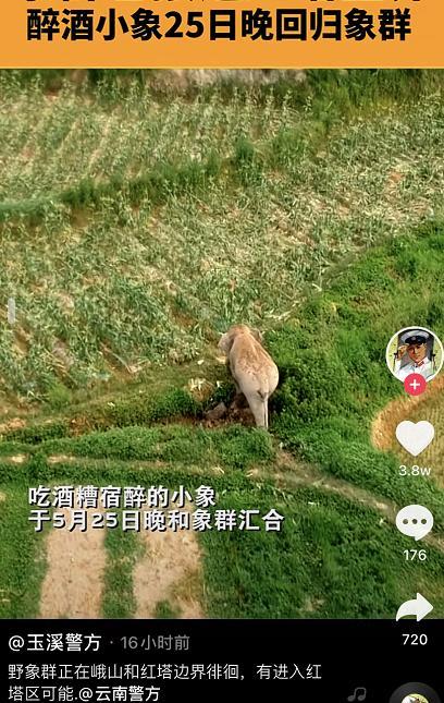 大象為啥對酒感興趣?吃酒糟宿醉的小象和象群匯合