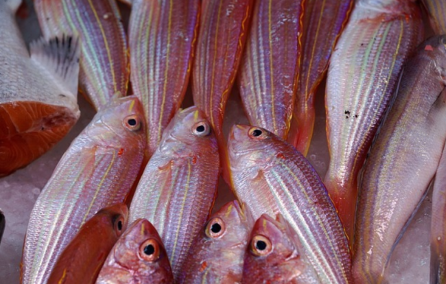 韓國政府回應福島海魚體內銫超標180倍：絕不讓福島水產品在國內流通