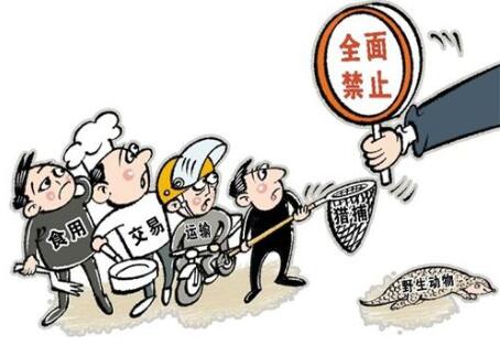 涉及野生動物的法律有哪些?全面禁止食用野生動物規定